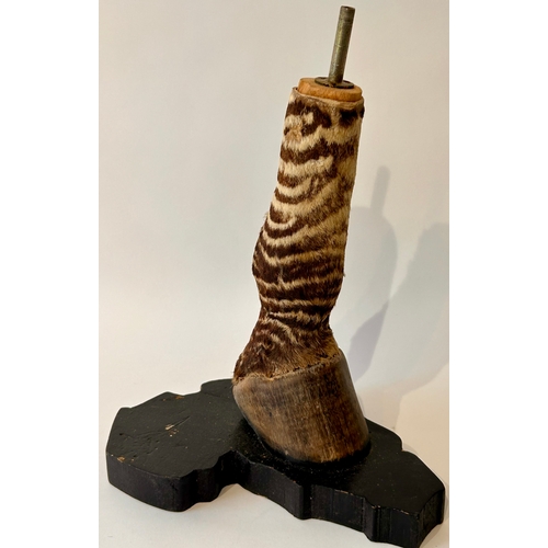 443 - Taxidermy Foot of a zebra on wooden stand In The Form Of A Lamp. 35cm x 25cm x 19cm.