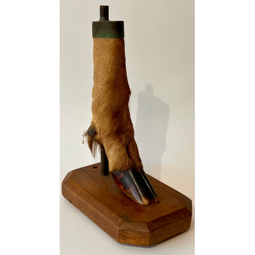 444 - Taxidermy Deer foot on wooden Stand In The Form Of A  Lamp. 21cm x 10xm x 14cm.