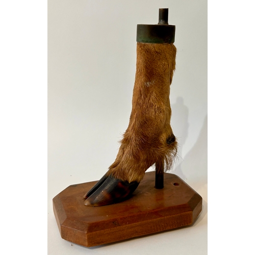 444 - Taxidermy Deer foot on wooden Stand In The Form Of A  Lamp. 21cm x 10xm x 14cm.