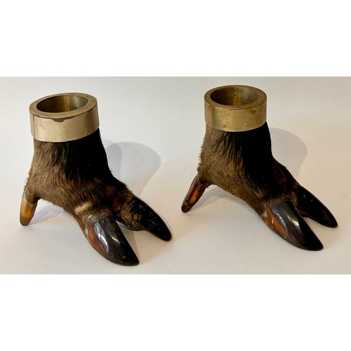 445 - Pair of Taxidermy Desk Top Hogs Feet. 13cm x 11cm x 9cm.  (2)