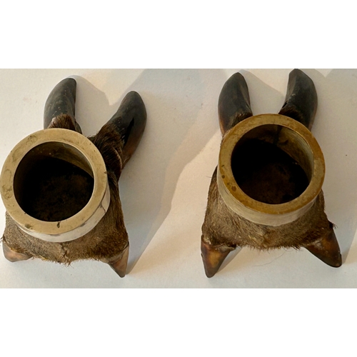 445 - Pair of Taxidermy Desk Top Hogs Feet. 13cm x 11cm x 9cm.  (2)