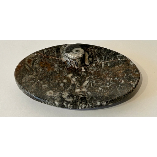 446 - Two Taxidermy Orthoceras Fossils In The Form Of A Lidded Jar A Tray.  (2)