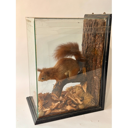 544 - Taxidermy Red Squirrel Set In A Naturalistic Setting In Glass Display Case. 44cm x 33cm x 24cm.