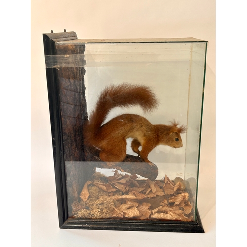 544 - Taxidermy Red Squirrel Set In A Naturalistic Setting In Glass Display Case. 44cm x 33cm x 24cm.