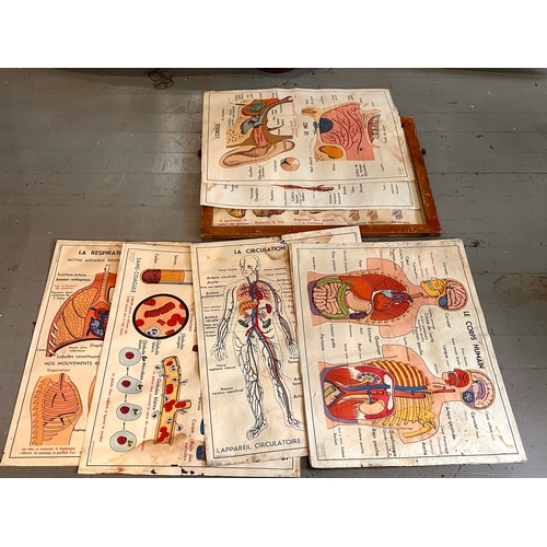 545 - Sheets of Educational  Diagrams of the Human Body in wooden framed Folders. Seven Different diagrams... 