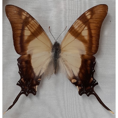 587 - Framed and Glazed EURYTIDES SERVILLE (Swallowtale) butterfly (Peru), 20cm x 24cm