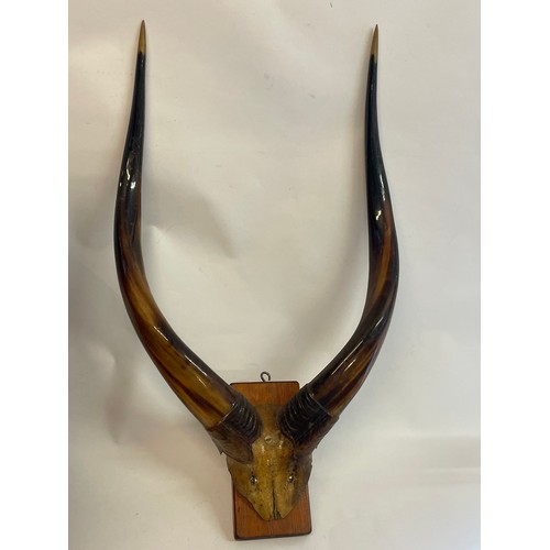 102 - Vintage Taxidermy Antelope Horns / Antlers. 61cms .