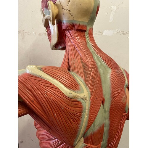 308 - Rare Full Size Continental Anatomical Educational Figure Of A Male.