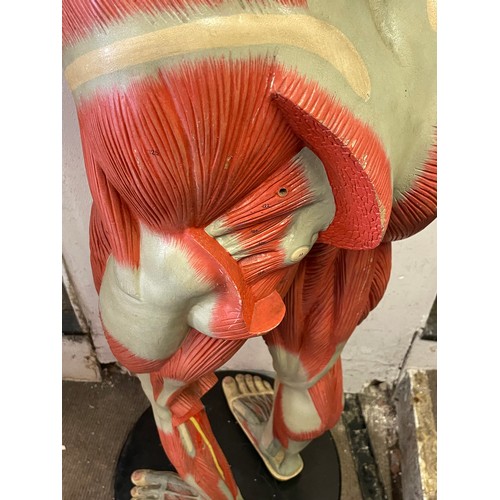 308 - Rare Full Size Continental Anatomical Educational Figure Of A Male.