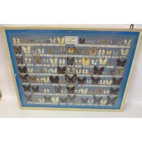 278 - Taxidermy Interest Framed Butterfly Specimens. 91 x 62 cms