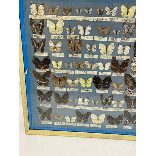 278 - Taxidermy Interest Framed Butterfly Specimens. 91 x 62 cms