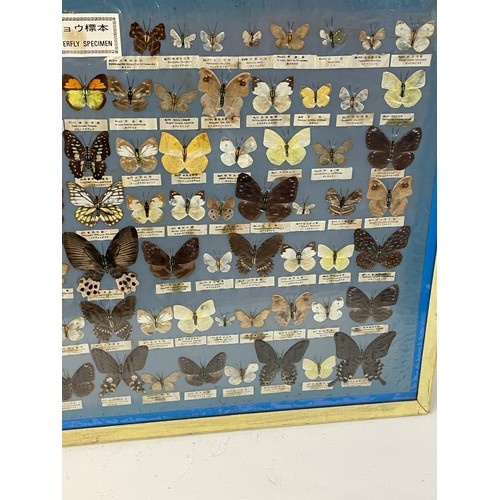 278 - Taxidermy Interest Framed Butterfly Specimens. 91 x 62 cms