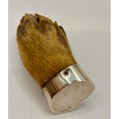 25 - Antique Taxidermy Otters Paw Brooch With Silver Coloured Pin And Capping. 7.5cm x 3.5cm