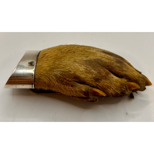 25 - Antique Taxidermy Otters Paw Brooch With Silver Coloured Pin And Capping. 7.5cm x 3.5cm