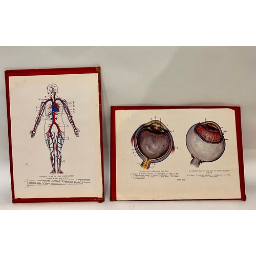 609 - Six Anatomical Posters On Card Backs. 26cm x 18cm.   (6)