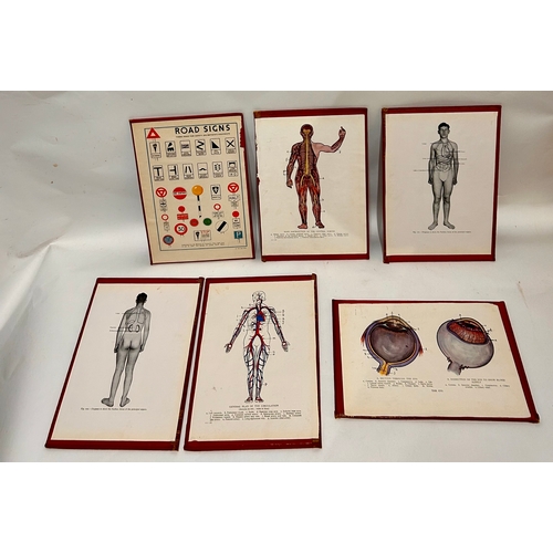 609 - Six Anatomical Posters On Card Backs. 26cm x 18cm.   (6)