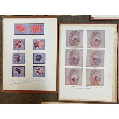 435 - Six Various Anatomical Mounted Plates (6) Largest Measures 28.5 x 22.5 cms