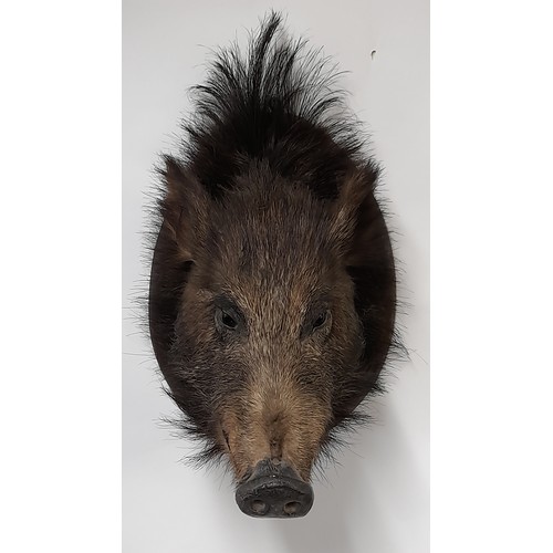 259 - Taxidermy Mounted Boars Head on Plinth 44cm x 32cm