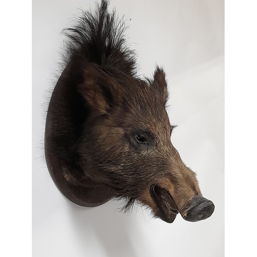 259 - Taxidermy Mounted Boars Head on Plinth 44cm x 32cm