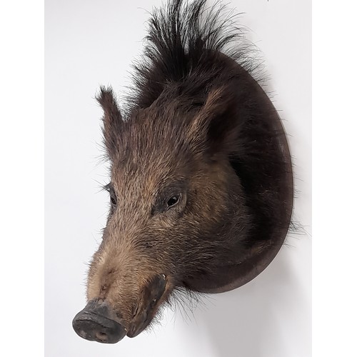 259 - Taxidermy Mounted Boars Head on Plinth 44cm x 32cm