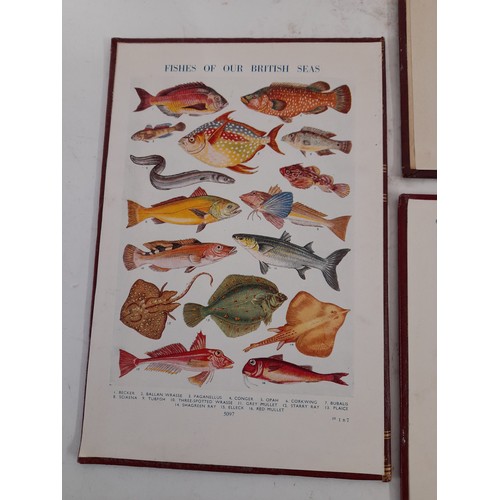 77 - Seven Educational  Mounted Cards To Include Fish ,Flowers , Numbers Etc, 16cm x 24cm