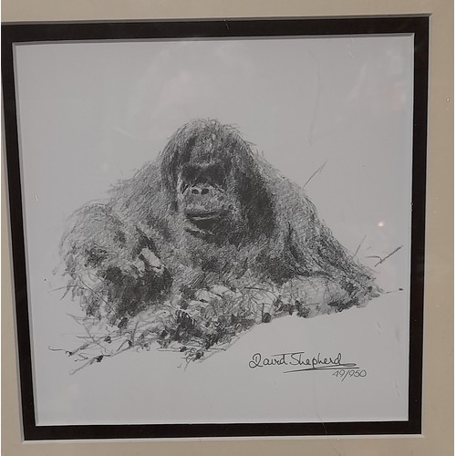 100 - Framed and Glazed Ltd EDITION 49/950 David Shepherd Gorilla Sketch,  33cm x 33cm