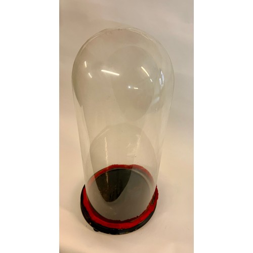 175 - Similar To Last Lot Circular Glass Taxidermy Dome. 55cm x 22cm.