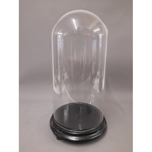 96 - Taxidermy Glass Dome, Internal Measurements, 36cm x 18cm
