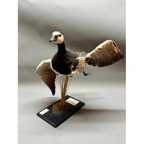 78 - Antique Taxidermy Barnacle Goose On Free Standing Plinth. 54cm x 34cm.