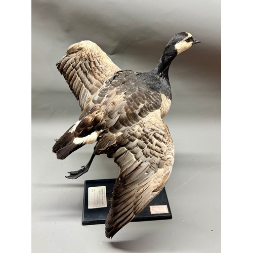78 - Antique Taxidermy Barnacle Goose On Free Standing Plinth. 54cm x 34cm.