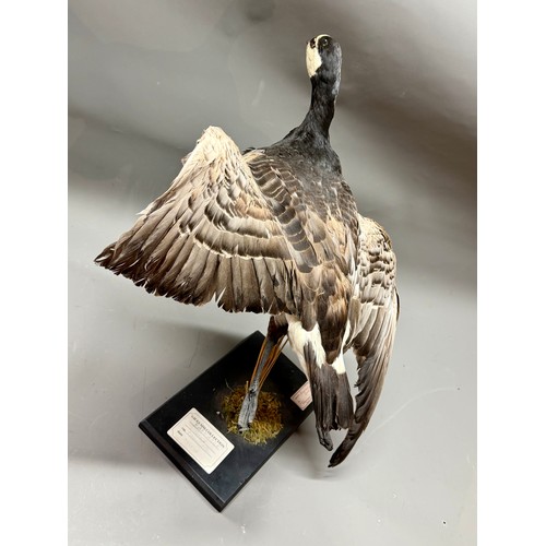 78 - Antique Taxidermy Barnacle Goose On Free Standing Plinth. 54cm x 34cm.