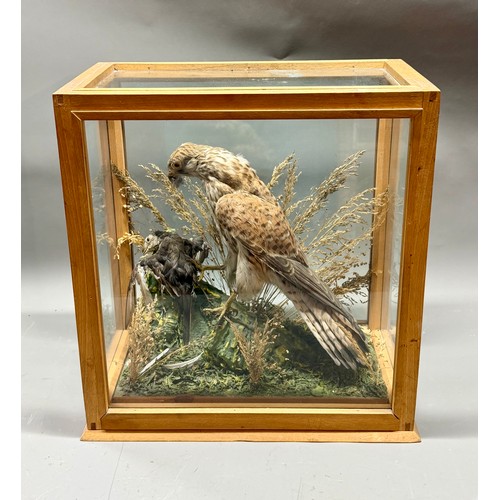 81 - Wooden And Glassed Cases Antique Taxidermy Of A Kestrel Bird Of Prey And Kill Scene. 36cm x 38cm x 1... 