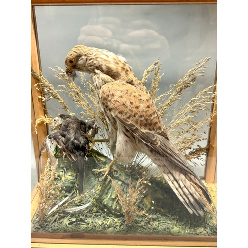81 - Wooden And Glassed Cases Antique Taxidermy Of A Kestrel Bird Of Prey And Kill Scene. 36cm x 38cm x 1... 