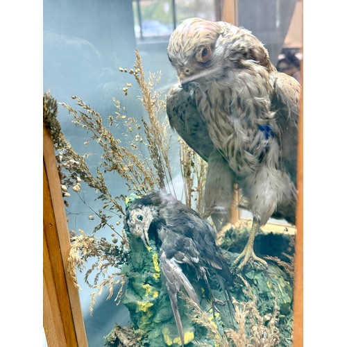 81 - Wooden And Glassed Cases Antique Taxidermy Of A Kestrel Bird Of Prey And Kill Scene. 36cm x 38cm x 1... 
