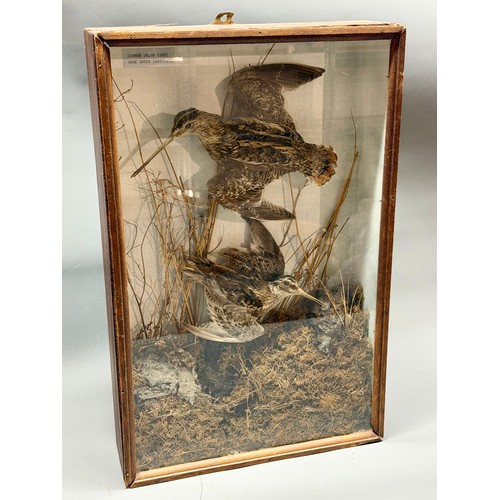 82 - Glassed Fronted Cased Antique Taxidermy Of Two Snipe Birds, One Being A Common And The Other A Jack ... 