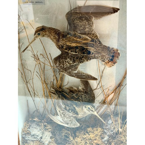 82 - Glassed Fronted Cased Antique Taxidermy Of Two Snipe Birds, One Being A Common And The Other A Jack ... 