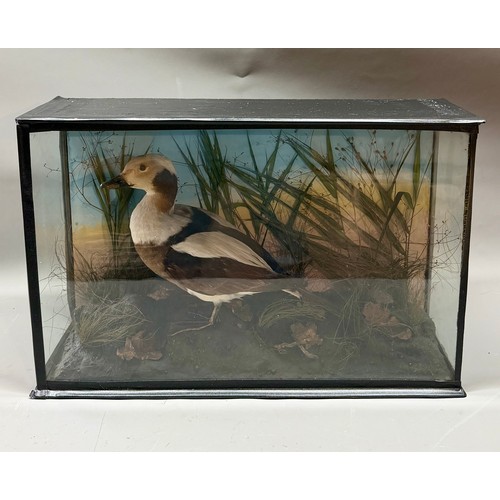 83 - Glassed Fronted Cased Antique Taxidermy Of A Long Tailed Duck In Marsh Scene. 63cm x 47cm x 16cm.