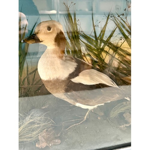 83 - Glassed Fronted Cased Antique Taxidermy Of A Long Tailed Duck In Marsh Scene. 63cm x 47cm x 16cm.