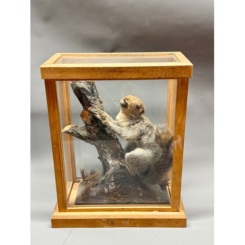 84 - Wooden And Glasses Cased Antique Taxidermy Of A Grey Squirrel With Acorn Scene. 37cm x 28cm x 16cm.