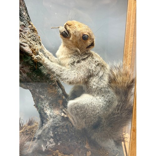 84 - Wooden And Glasses Cased Antique Taxidermy Of A Grey Squirrel With Acorn Scene. 37cm x 28cm x 16cm.