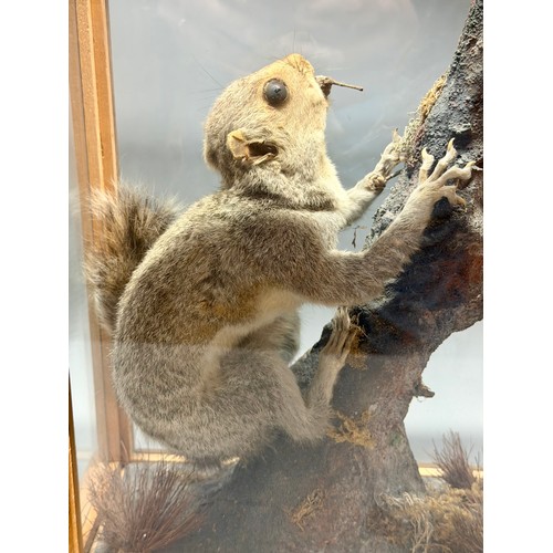 84 - Wooden And Glasses Cased Antique Taxidermy Of A Grey Squirrel With Acorn Scene. 37cm x 28cm x 16cm.