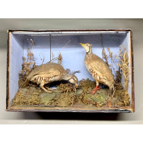 86 - Glassed Fronted Cased Antique Taxidermy of A Pair Of French Partridges In Moors Scene. 51cm x 34cm x... 