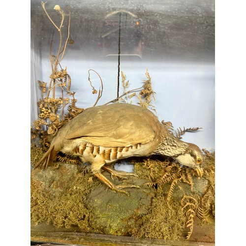86 - Glassed Fronted Cased Antique Taxidermy of A Pair Of French Partridges In Moors Scene. 51cm x 34cm x... 