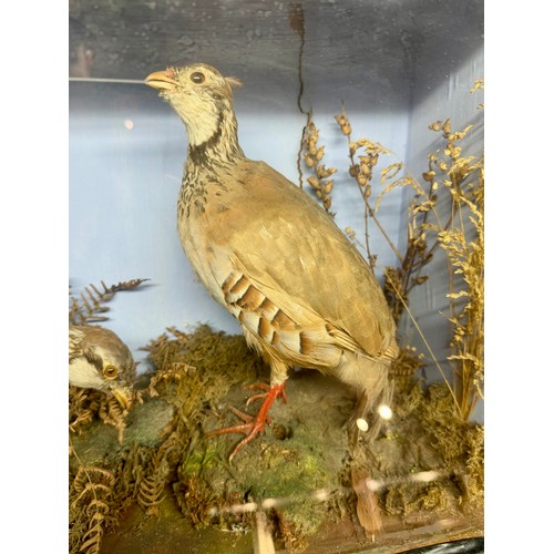 86 - Glassed Fronted Cased Antique Taxidermy of A Pair Of French Partridges In Moors Scene. 51cm x 34cm x... 