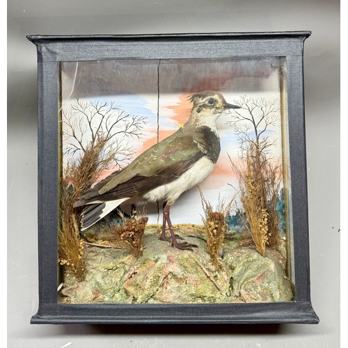 87 - Glassed Fronted Cased Antique Taxidermy Of A Northern Lapwing Bird. 38cm x 37cm x 11cm.  A/F