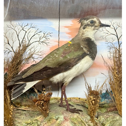 87 - Glassed Fronted Cased Antique Taxidermy Of A Northern Lapwing Bird. 38cm x 37cm x 11cm.  A/F
