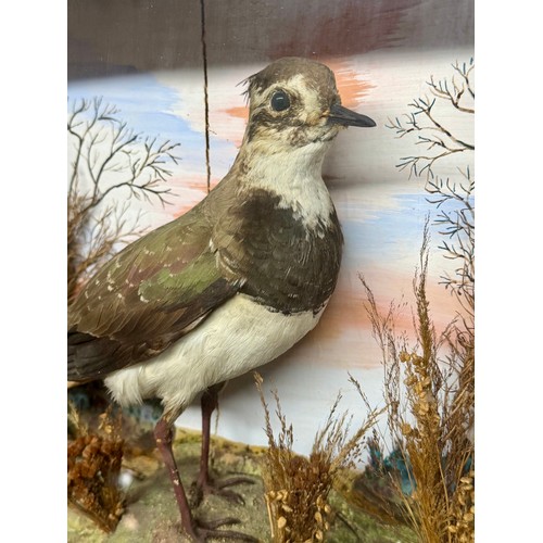 87 - Glassed Fronted Cased Antique Taxidermy Of A Northern Lapwing Bird. 38cm x 37cm x 11cm.  A/F