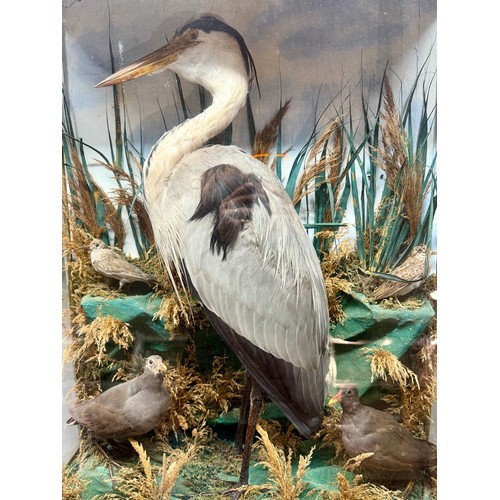 88 - Antique Glass Cased Taxidermy Scene of A Heron, Two Moorhens And Two Sandpipers. 84cm x 66cm x 24cm.... 