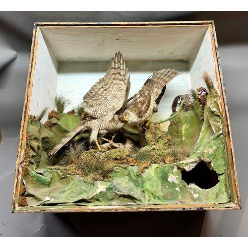 89 - Antique Cased Taxidermy Of Two Kestrels Over Kill Scene. 63cm x 62cm x 37cm.