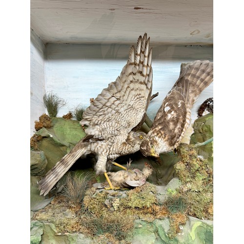 89 - Antique Cased Taxidermy Of Two Kestrels Over Kill Scene. 63cm x 62cm x 37cm.